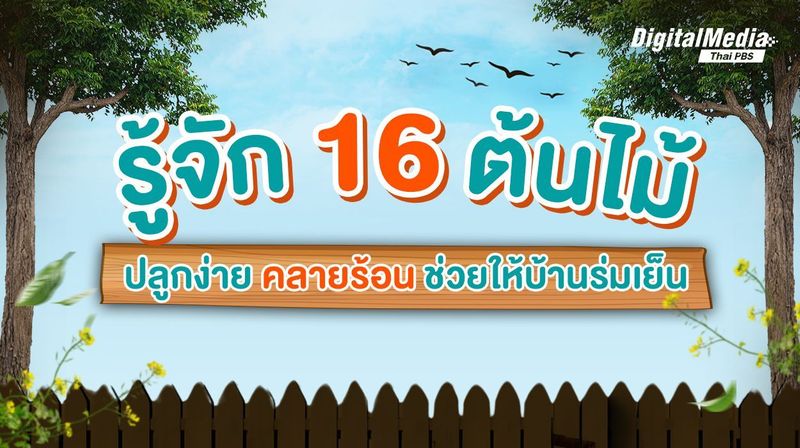 รู้จัก 16 ต้นไม้ ปลูกง่าย คลายร้อน ช่วยให้บ้านร่มเย็น | Thai PBS NOW