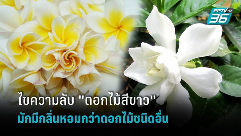 ไขความลับ ”ดอกไม้สีขาว” มักมีกลิ่นหอมกว่าดอกไม้ชนิดอื่น
