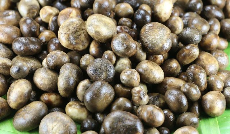 เห็ดเผาะ “เพชรในดิน” แห่งฤดูฝน: สุดยอดเห็ดป่าหายากที่คุณต้องลอง!