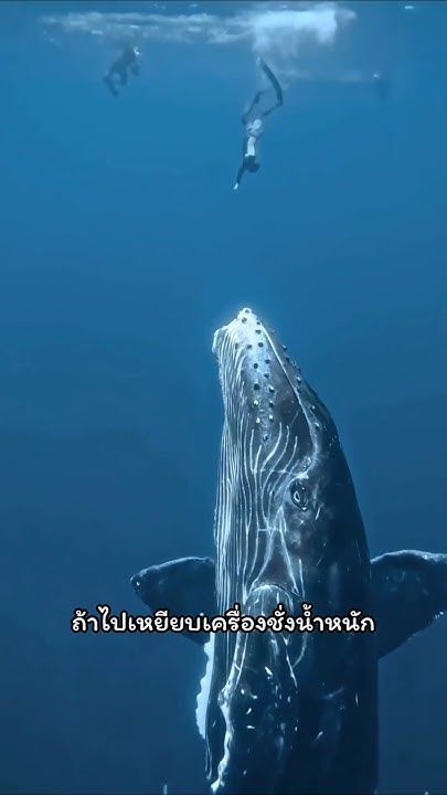 วาฬสีน้ำเงิน – ยักษ์ใหญ่ใจดี เสียงดังระดับโลก!” #สัตว์โลกน่ารู้ #animals #สัตว์โลก #สัตว์ทะเลลึก