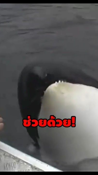 ลูกวาฬเพชฌฆาตพยายามบอกบางอย่างกับมนุษย์ #เรื่องเล่า #เล่าเรื่อง