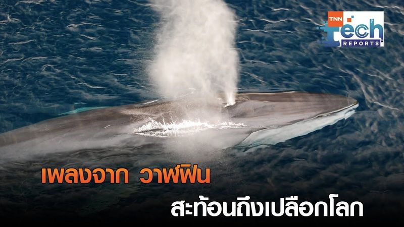 รู้ยัง? เสียงร้องเพลงของวาฬ ช่วยตรวจจับการเกิดแผ่นดินไหวได้!| TNN Tech Reports