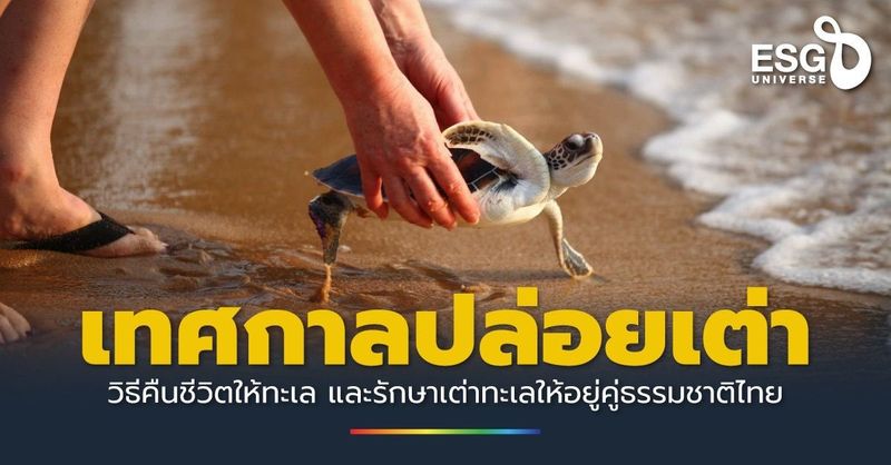 ปล่อยเต่า วิธีคืนชีวิตให้ทะเล และรักษาเต่าทะเลให้อยู่คู่ธรรมชาติไทย - ESG Universe