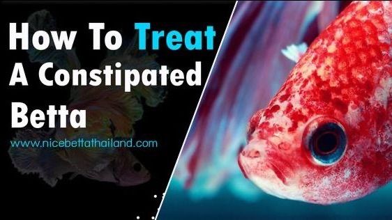 [Animalverse SocialFi] How can I treat a constipated betta fish ...