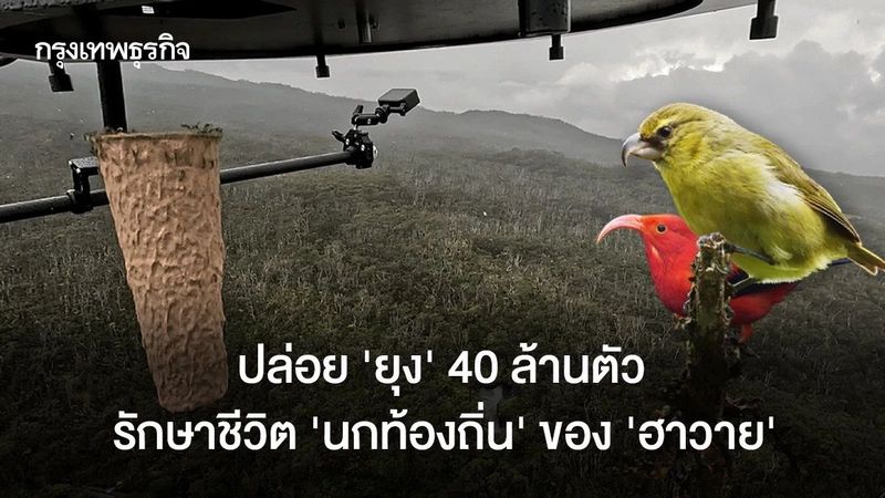 ปล่อย ‘ยุง’ 40 ล้านตัว รักษาชีวิต ‘นกท้องถิ่น’ ของ ‘ฮาวาย’