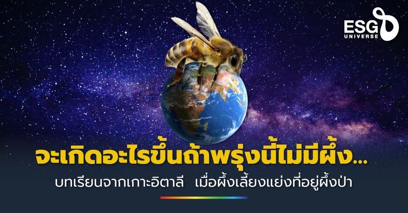 จะเกิดอะไรขึ้นถ้าพรุ่งนี้ไม่มีผึ้ง… บทเรียนจากเกาะอิตาลี เมื่อผึ้งเลี้ยงแย่งที่อยู่ผึ้งป่า - ESG Universe