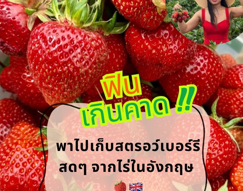 แดงทั้งทุ่ง กินฟรีไม่อั้น! พาไปเก็บสตรอว์เบอร์รีสดๆ จากไร่ในอังกฤษ 🍓🇬🇧”