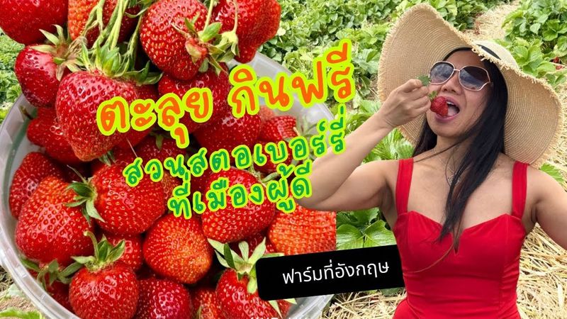 เก็บสตอเบอร์รี่ลูกใหญ่ิ กินสด ๆ จากฟาร์ม แดงแจ๋เต็มต้้นที่ อังกฤษ UK | เก็บผลไม้ต่างแดน