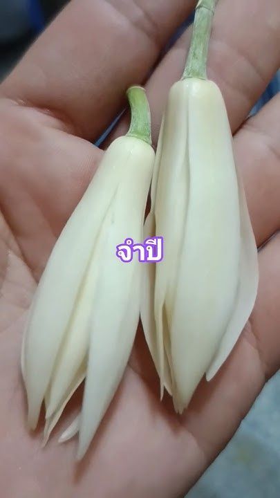 จำปี ไม้ดอกหอม#ดอกจำปี #ดอกไม้ไทยมีกลิ่นหอม