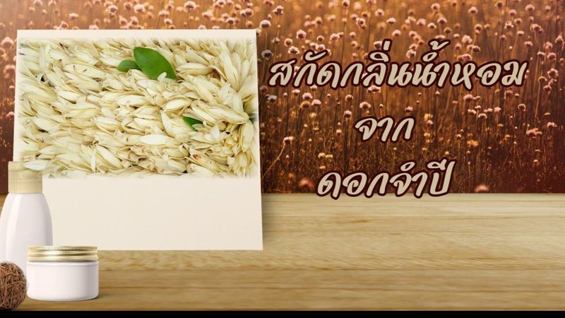 สกัดกลิ่นน้ำหอมจากดอกจำปี