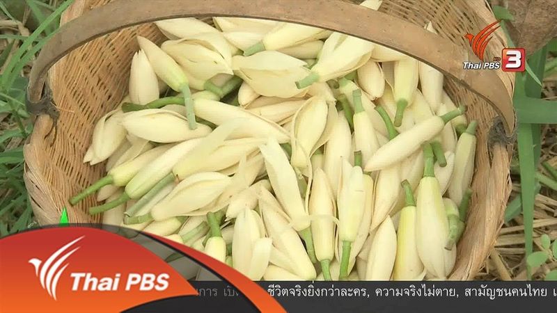 ชุมชนทั่วไทย : น้ำหอมสกัดจากดอกจำปี (4 มี.ค. 62)