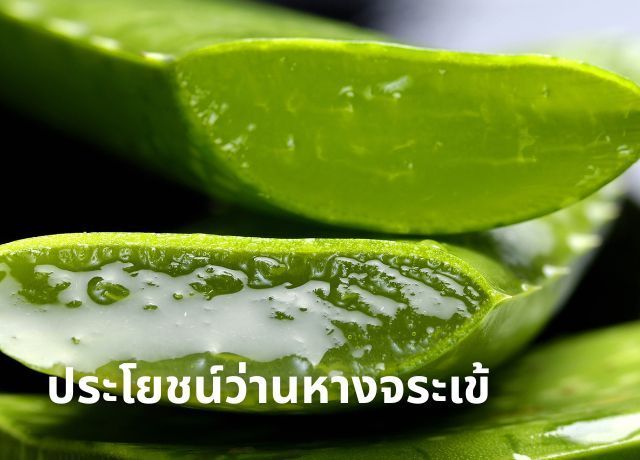 ว่านหางจระเข้: สมุนไพรมหัศจรรย์ สรรพคุณรอบด้านที่คุณควรรู้!