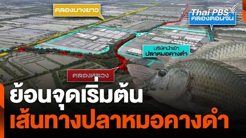 ย้อนจุดเริ่มต้น เส้นทาง ”ปลาหมอคางดำ” | ข่าวค่ำ | 15 ก.ค. 67