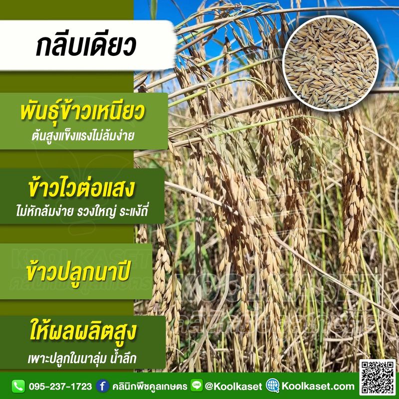 [คลินิกพืชคูลเกษตร Koolkaset Agri-clinic] กลีบเดียว . สอบถามได้ที่ ...