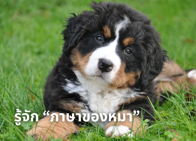 ถอดรหัส ”ภาษาหมา”: คู่มือสื่อสารกับเพื่อนซี้สี่ขาอย่างเข้าใจ