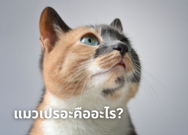 เจาะลึกความลับแมวเปรอะ – ทำไมส่วนใหญ่เป็นตัวเมีย?