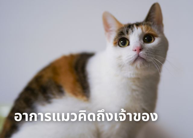 9 สัญญาณบ่งบอก “แมวคิดถึงเจ้าของ” ทาสแมวควรรู้!
