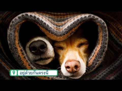 🎼 อยู่ด้วยกันตรงนี้​ #เพลงเพื่อชีวิตlifestyleคนยุคใหม่ #music
