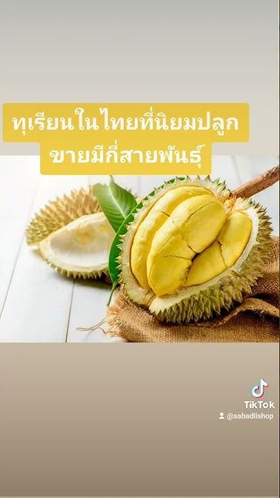 #ทุเรียนในไทยที่นิยมปลูกขายมีกี่สายพันธุ์