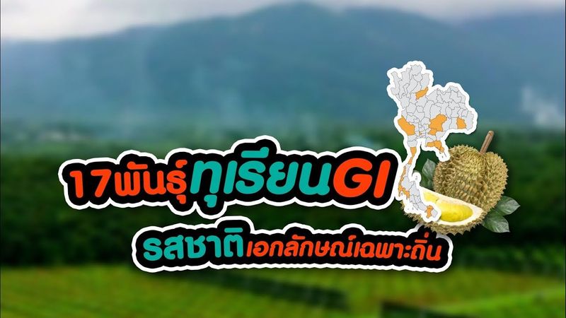 17 พันธุ์ทุเรียน GI ของไทย รสชาติที่มีเอกลักษณ์เฉพาะถิ่น #ฅนเกษตร #ทุเรียนGi