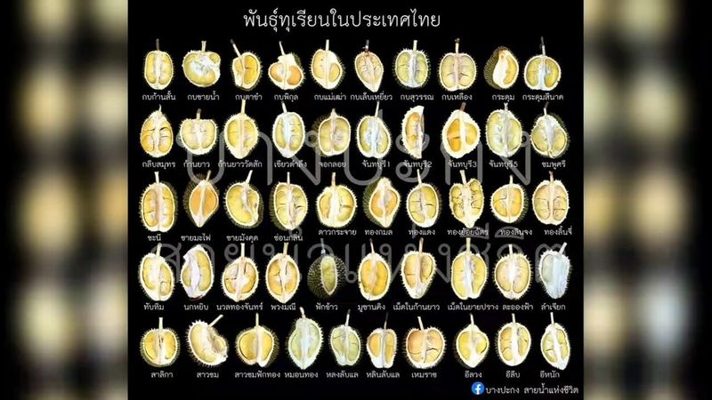 ทุเรียนไทย ใครรู้บ้าง ว่ามีกี่ชนิด ? กี่พันธุ์ ?และใครเคยกินชนิดไหนพันธุ์อะไรบ้าง?