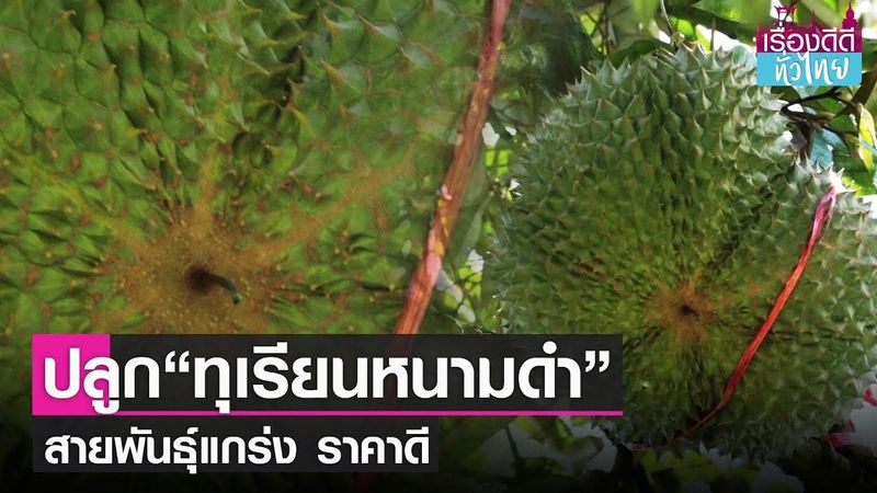 “ทุเรียนหนามดำ”สายพันธุ์แกร่ง ราคาดี I เรื่องดีดีทั่วไทย I 29-6-65