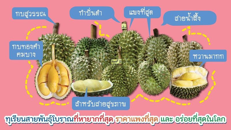 ทุเรียนสายพันธุ์โบราณที่หายาก ราคาแพงที่สุด และ อร่อยที่สุดในโลก