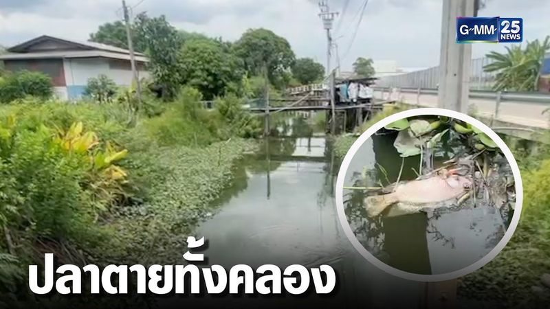 ชาวบ้านโวย คนทิ้งสารเคมีลงคลอง ทำน้ำเน่า-ตาย | เจาะข่าวค่ำ | GMM25