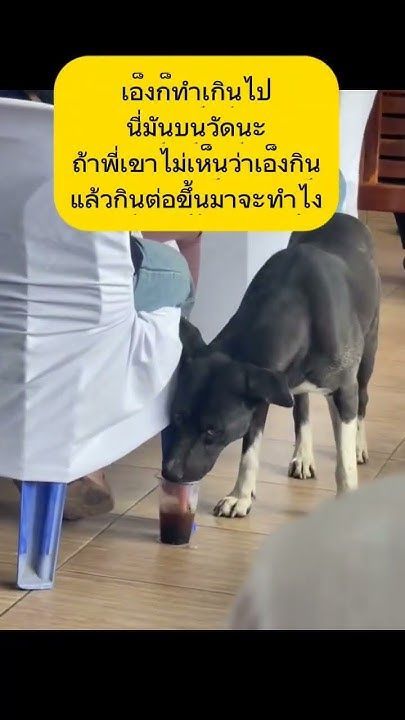 เอ็งก็เกินไป #หมา #shortvideo #คลิปสั้น