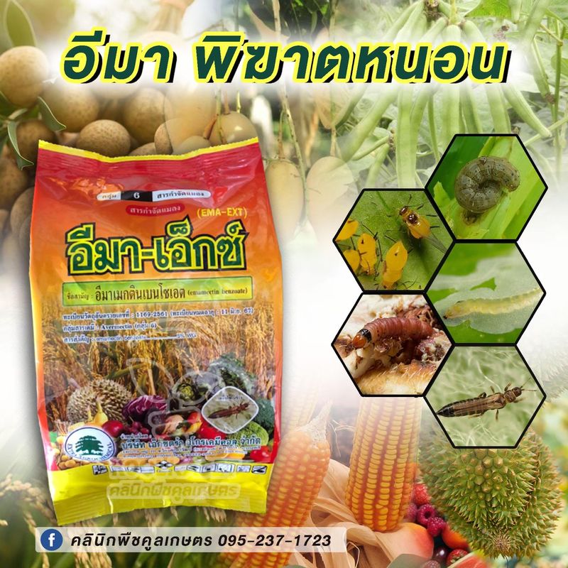 [คลินิกพืชคูลเกษตร Koolkaset Agri-clinic] อีมา-เอ็ก . สอบถามได้ที่ ...