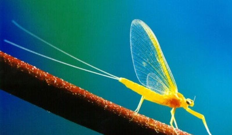 10 อันดับสัตว์ที่มีอายุสั้นที่สุดในโลก