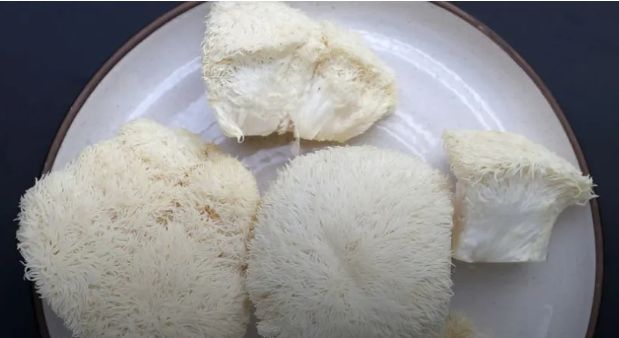 เห็ดหัวลิง: สุดยอดซูเปอร์ฟู้ดบำรุงสมองและระบบประสาทที่คุณต้องรู้จัก!