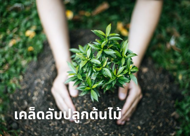“ปลูกต้นไม้สำหรับมือใหม่: คู่มือฉบับสมบูรณ์ให้ต้นไม้ออกดอกออกผลสวยงาม”