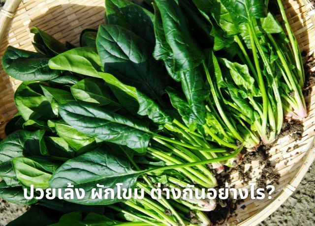ไขข้อข้องใจ ปวยเล้งและผักโขม: ไม่ใช่ผักชนิดเดียวกันอย่างที่คิด!