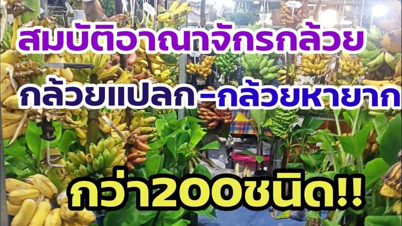 อึ้ง!ทึ่ง! พบกับศูนย์รวมกล้วยแปลก-หายาก กว่า200สายพันธุ์