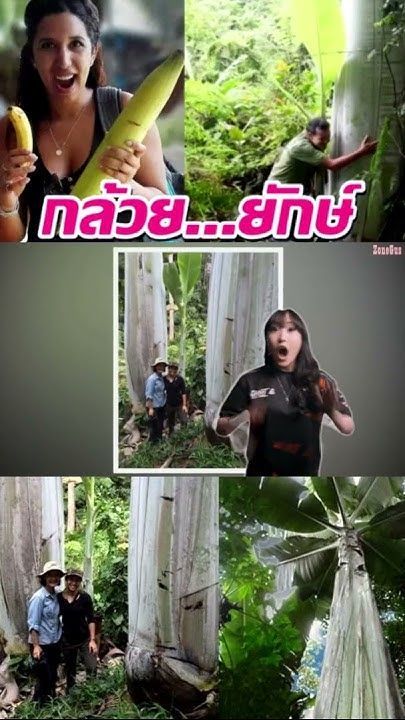 นี่คือกล้วยที่ใหญ่ที่สุดในโลก(กล้วยอะไร?จะใหญ่ขนาดนี้!!!) #zoneguslifeontheworld#แปลก#กล้วย