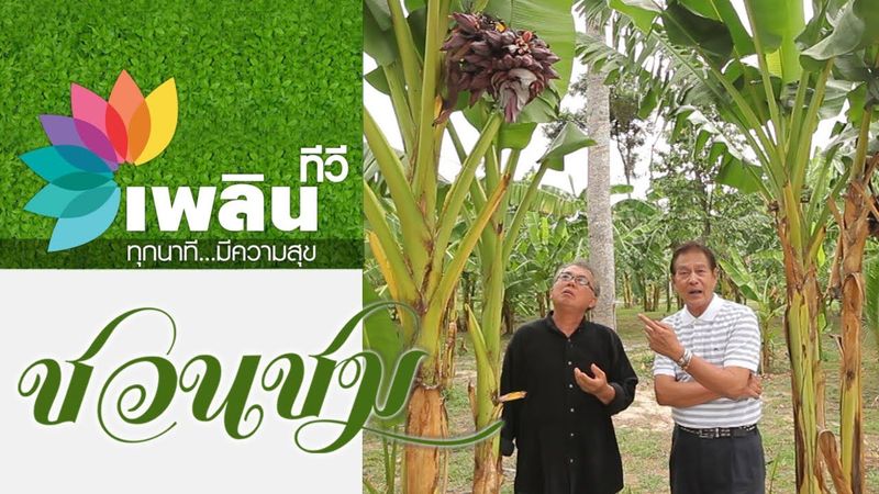 เปิดเรื่องราว กล้วยร้อยปลี กล้วยสายพันธุ์แปลก หาชมยาก #ชวนชม #เพลินทีวี
