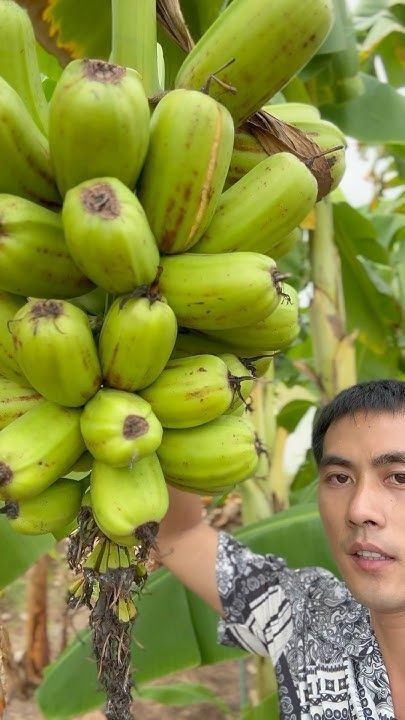 กล้วยแปลก ลูกใหญ่แบบนี้ สายพันธุ์อะไรครับ🍌😁 #กล้วยแปลก #กล้วยหายาก