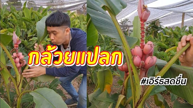 ฮือฮา กล้วยแปลกหลากสี วิธีปลูกตัดปลีขาย ต้นละ 4 พัน | เอิร์ธสดชื่น