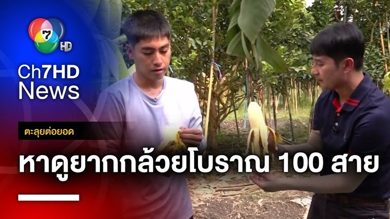 บุกสวนรวมกล้วย กล้วยแปลก-กล้วยโบราณ กว่า 100 สายพันธุ์ | ตะลุยต่อยอด
