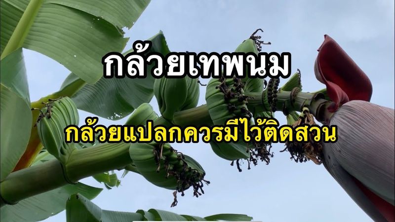 กล้วยเทพนม กล้วยแปลกสายพันธุ์แท้