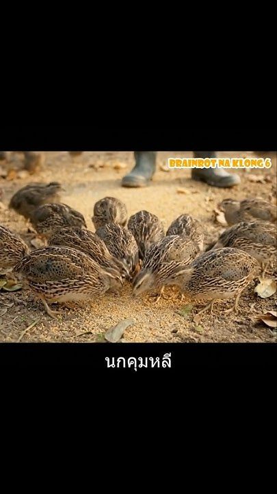 นกคุมหลี EP.1 #shortvideo