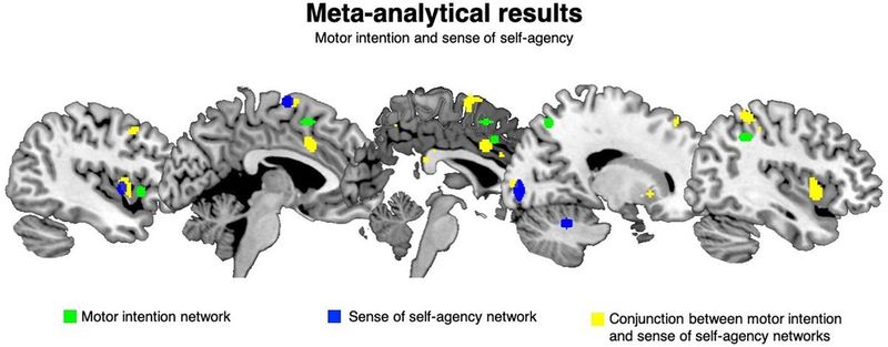 Frontiers | The Brain in (Willed) Action: A Meta-Analytical Comparison of Imaging Studies on Motor Intentionality and Sense of Agency