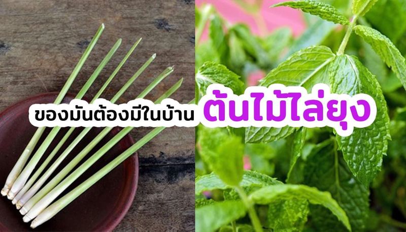 8 ต้นไม้ไล่ยุง ปลูกง่าย ใช้งานได้จริง ปลอดภัยทั้งคนและสัตว์เลี้ยง