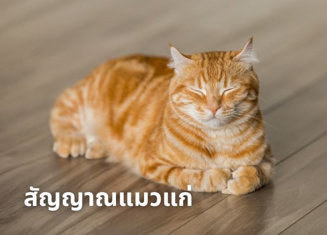 สัญญาณเตือน! เมื่อน้องแมวสุดที่รักของคุณกำลังก้าวสู่การเป็น แมวสูงวัย