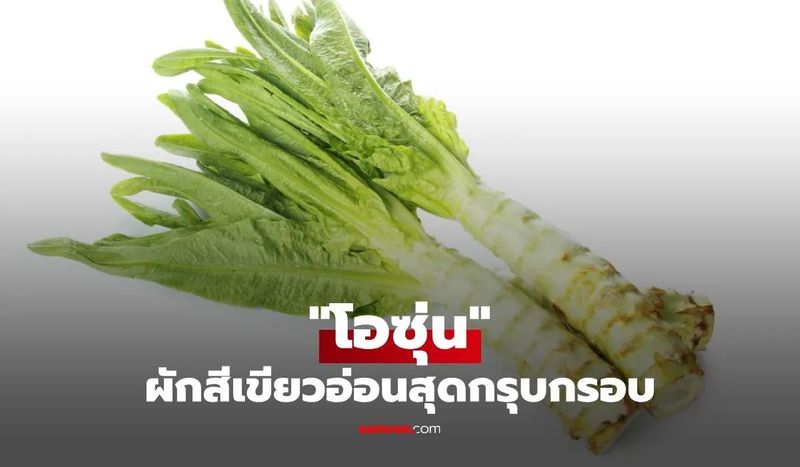 โอซุ่น (Celtuce): ผักหม่าล่า ยอดนิยม คุณประโยชน์จัดเต็ม!