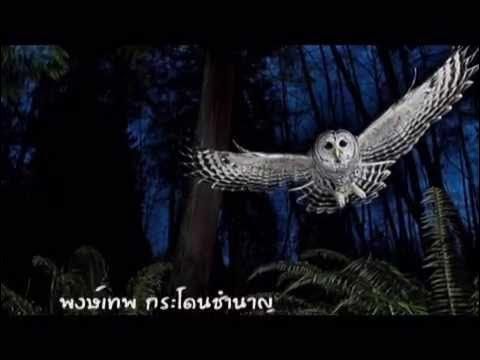 เพลงผีแมว พงษ์เทพ กระโดนชำนาญ