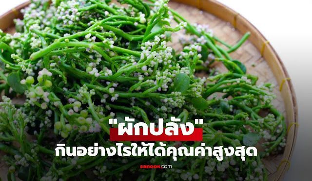 ผักปลัง: สุดยอด ผักพื้นบ้านไทย ที่เต็มเปี่ยมด้วย ประโยชน์ผักปลัง คุณค่าทางโภชนาการ และ สรรพคุณผักปลัง ทางยา