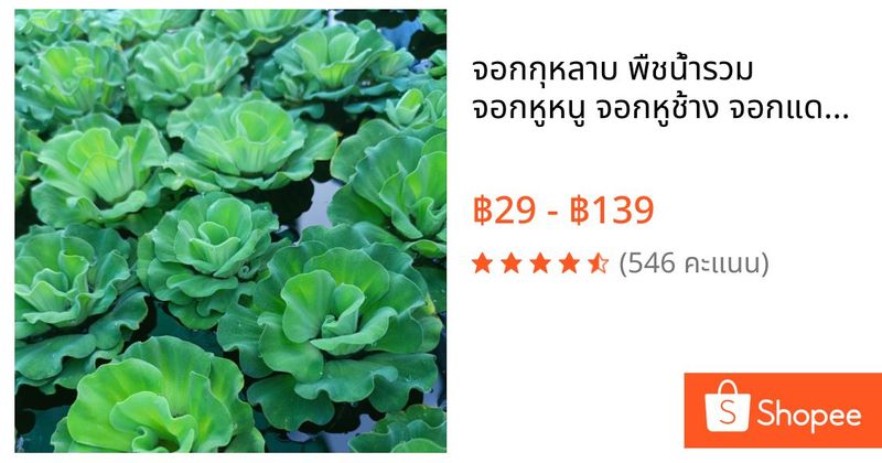 จอกกุหลาบ พืชน้ำรวม จอกหูหนู จอกหูช้าง จอกแดงญี่ปุ่น จอกรวงผึ้ง จอกจักรพพรดิ์จอกแหน ตบชวา พืชน้ำ ไม้น้ำ ประดับอ่าง | Shopee Thailand