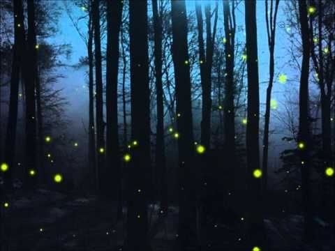 หิ่งห้อย - Holly Berry
